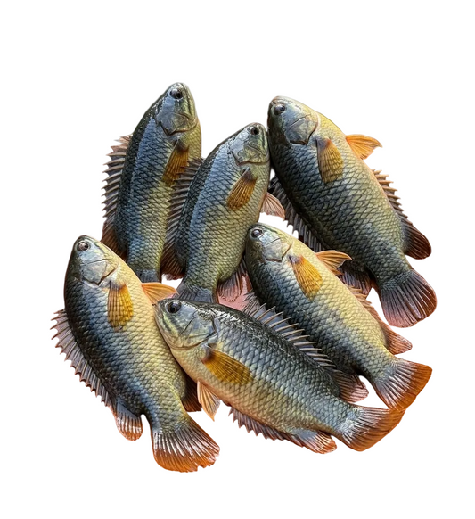 Koi (250gm)