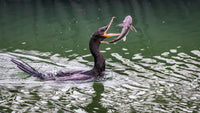 Block Fish