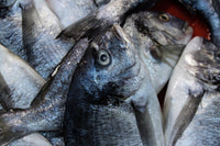 Frozen Fish